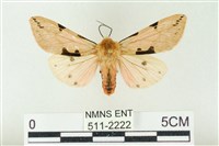 藏品(棍棒污燈蛾)的圖片