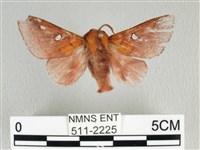 藏品(月斑枯葉蛾)的圖片