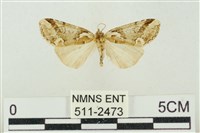 藏品(臺美波紋蛾)的圖片