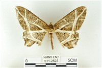 藏品(樹形尺蛾)的圖片