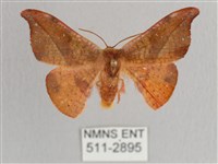 藏品(銀端帶鉤蛾)的圖片