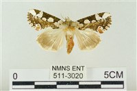 藏品(連珠波紋蛾)的圖片