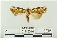 藏品(連珠波紋蛾)的圖片