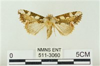 藏品(連珠波紋蛾)的圖片