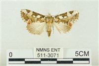 藏品(連珠波紋蛾)的圖片