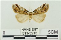 藏品(臺美波紋蛾)的圖片