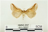 藏品(印華波紋蛾)的圖片