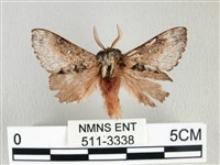 藏品(銀肩枯葉蛾)的圖片