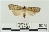 藏品(帶波紋蛾)的圖片