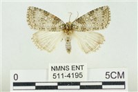 藏品(臺灣銀斑異波紋蛾)的圖片