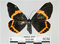 藏品(橙帶藍尺蛾)的圖片