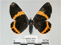 藏品(橙帶藍尺蛾)的圖片