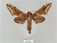 藏品(白點天蛾 )的圖片