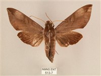 藏品(背中白天蛾)的圖片