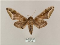 藏品(白點天蛾 )的圖片