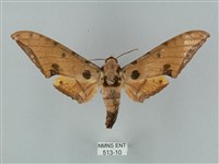 藏品(裂斑鷹翅天蛾)的圖片