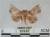 藏品(眉原褐刺蛾)的圖片