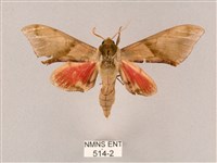 藏品(榆綠天蛾)的圖片