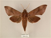 藏品(背中白天蛾)的圖片