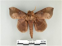 藏品(松大毛蟲)的圖片