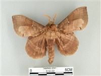 藏品(松大毛蟲)的圖片