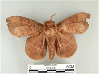 藏品(松大毛蟲)的圖片