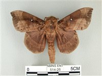 藏品(松大毛蟲)的圖片