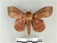 藏品(松大毛蟲)的圖片