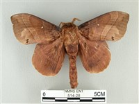 藏品(松大毛蟲)的圖片