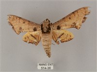 藏品(裂斑鷹翅天蛾)的圖片