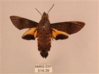 藏品(平帶長喙天蛾)的圖片