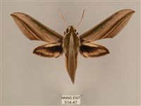 藏品(棕綠背線天蛾)的圖片