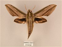 藏品(棕綠背線天蛾)的圖片