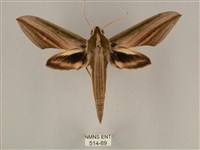 藏品(棕綠背線天蛾)的圖片