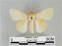 藏品(青枯葉蛾)的圖片