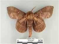 藏品(松大毛蟲)的圖片