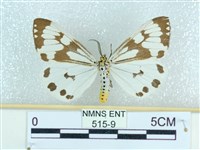 藏品(粉蝶燈蛾)的圖片