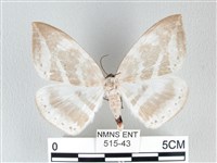 藏品(圓翅大鉤蛾)的圖片
