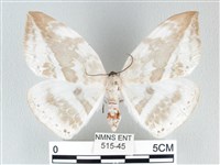 藏品(圓翅大鉤蛾)的圖片