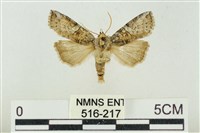 藏品(帶波紋蛾)的圖片