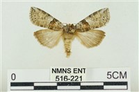 藏品(帶波紋蛾)的圖片