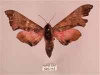 藏品(桃紅六點天蛾)的圖片