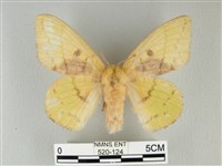 藏品(青枯葉蛾)的圖片