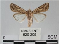 藏品(斜紋夜盜蛾)的圖片