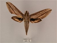 藏品(棕綠背線天蛾)的圖片