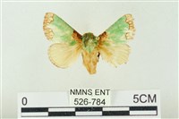 藏品(基褐綠刺蛾)的圖片