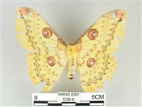 藏品(黃豹天蠶蛾)的圖片