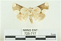 藏品(臺灣斑蕊夜蛾)的圖片