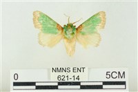藏品(基褐綠刺蛾)的圖片