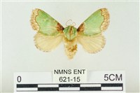 藏品(基褐綠刺蛾)的圖片